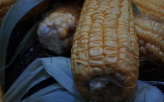 玉米储藏的最佳方法