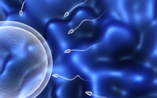 精子异常是不育的原因