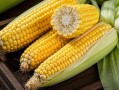 玉米煮几分钟最佳时间