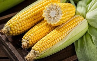 玉米煮几分钟最佳时间